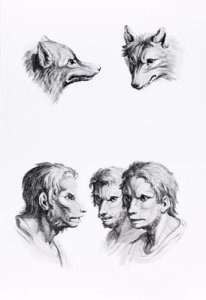 Similarities Between the Head of a Wolf and a Man