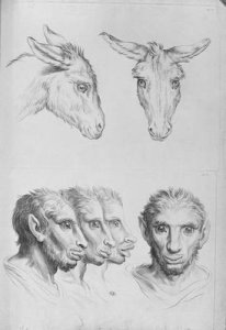 Similarities Between the Head of a Donkey and a Man