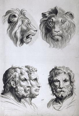 Similarities Between the Head of a Lion and a Man