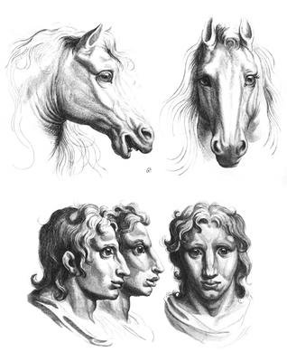 Similarities between the heads of a horse and a man