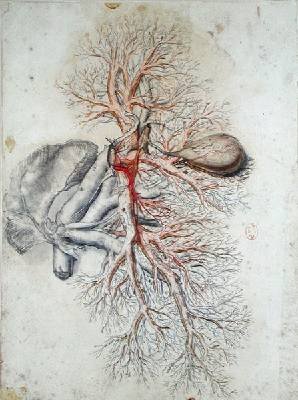 Blood vessels of the liver and the gall bladder