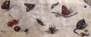 A Study of Various Insects Fruit and Animals