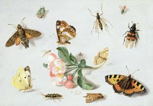 Butterflies moths and other insects with a sprig of apple blossom