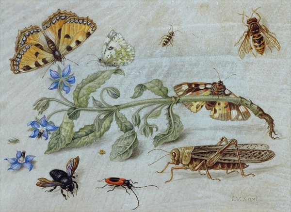 A Study of Insects 2