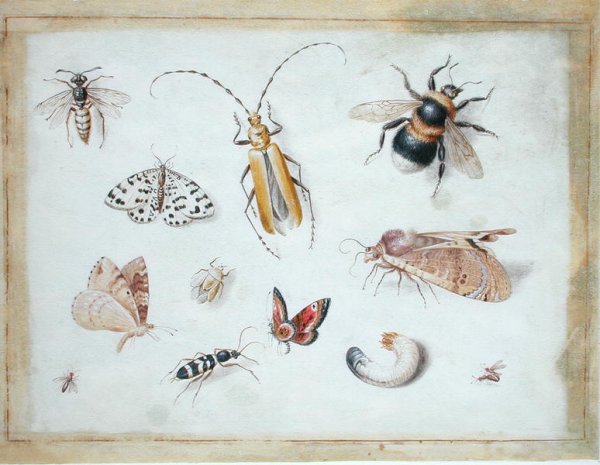 A Study of Butterflies and other Insects