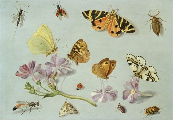 Butterflies moths and other insects with a sprig of periwinkle