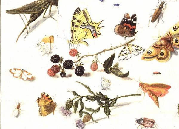 Study of Insects Flowers and Fruits