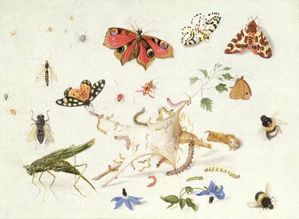 Study of Insects and Flowers