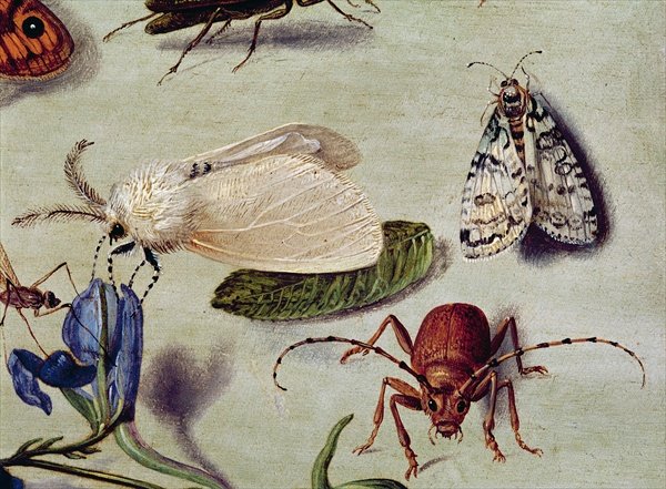 Still life detail of insects