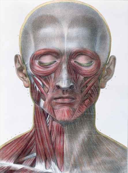 Musculature of the face