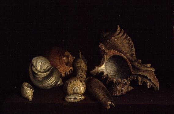 Still Life of Shells on a Ledge