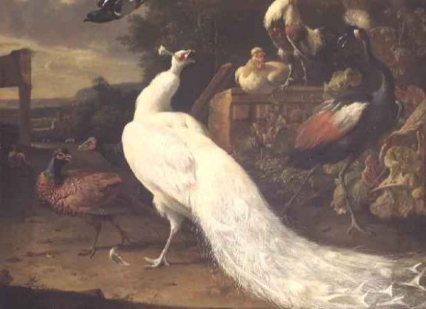 The White Peacock