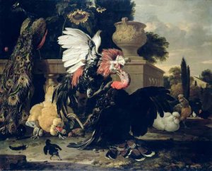 Fight between a Rooster and a Turkey