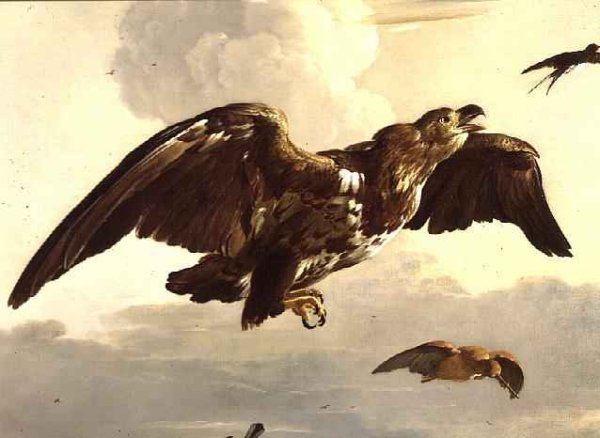 An Eagle and a Swallow in Flight