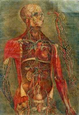 Internal organs of the body