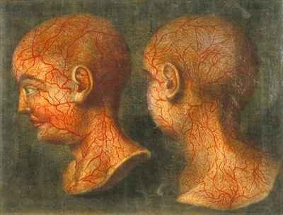 Superficial blood vessels of the head and neck