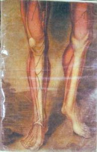 Musculature of the legs