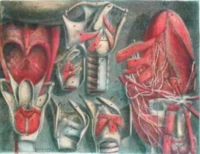 The Vocal Chords from Histoire Naturelle de la Parole