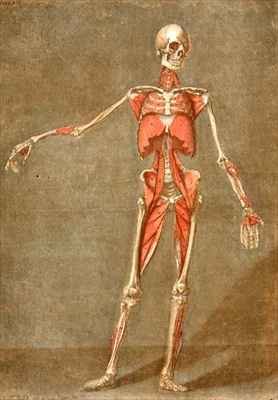 Deep Muscular System of the Front of the Body