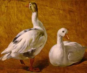 Study of Geese