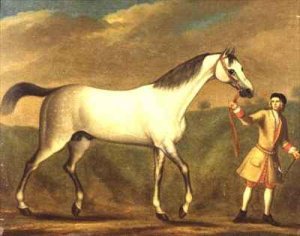 Grey Arab Stallion, held by a liveried groom