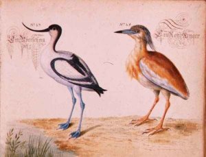 Avocet and Squacco Heron