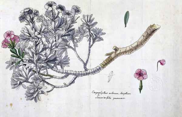 Caryophyllus Arboreus and Seriphius