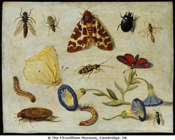 Insects