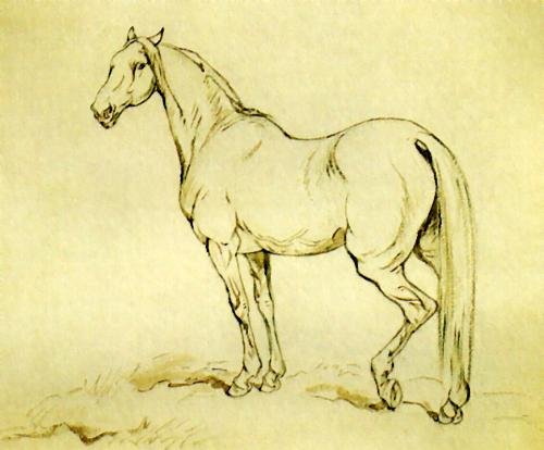 Study of a Horse