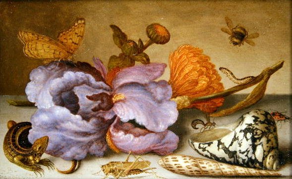 Still life depicting flowers, shells and insects