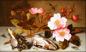 Still life depicting flowers, shells and a dragonfly