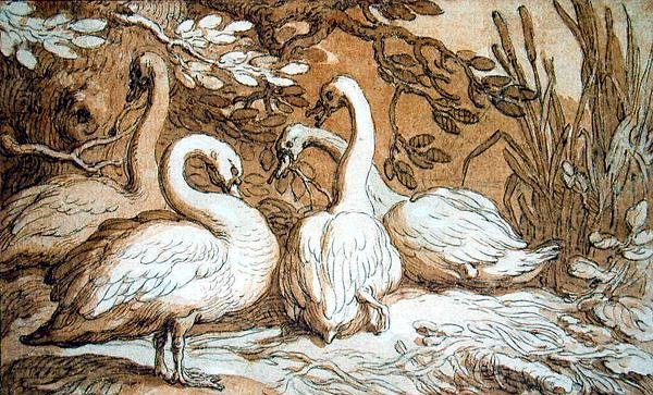 A Group of Swans