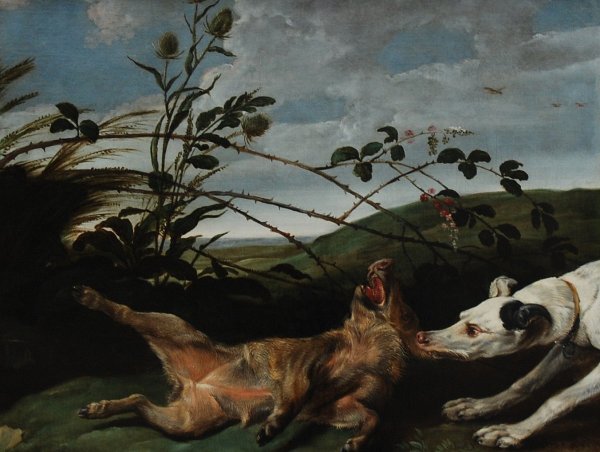 Greyhound Catching a Young Wild Boar