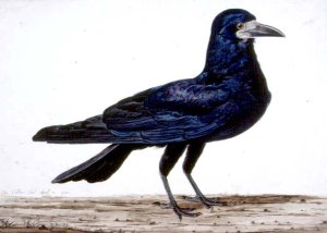 A Rook