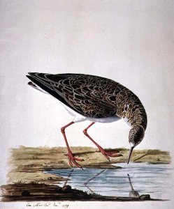 Curlew Sandpiper