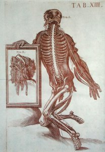 Anatomical figure, from  Tabulae Anatomicae,  Rome, 1788