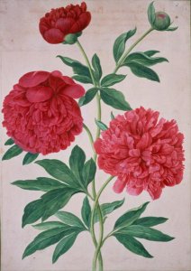 Peonies, plate 46 from the Nassau Florilegium