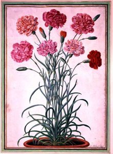 Carnations growing from a pot, plate 25 from the Nassau Florilegium