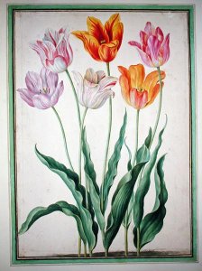 Tulips, from the Nassau Florilegium