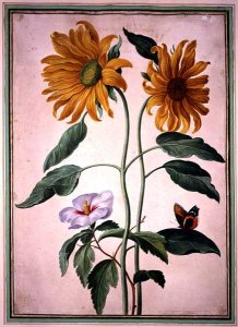 Sunflowers, plate 18 from the Nassau Florilegium