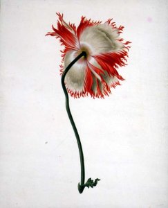 Field Poppy, seen from behind