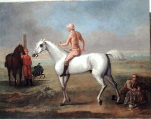 Arab Stallion with Jockey Up