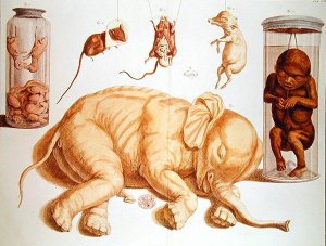 Laboratory specimens, plate CXI from Locpletissimi Rerum Naturalium Thesauri by Albertus Seba 1665-1736 1734-65