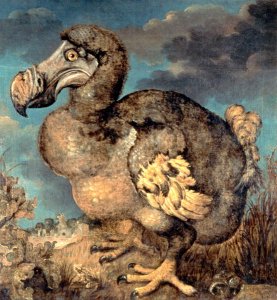 The Dodo, 1651