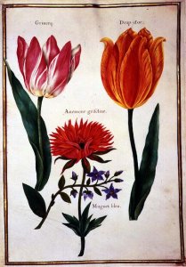 Two Broken Tulips, Anemone and a Blue Lily of the Valley