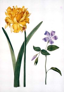 Double Daffodil and Periwinkle