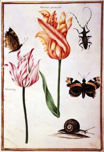 Two Broken Tulips, a Beetle, a Snail and two Butterflies