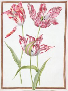 Three Broken Tulips