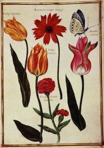 Tulips, Anemone, Lychnis and a Butterfly