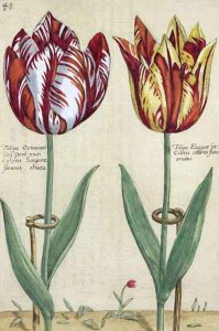 Tulipa Octaviani del pont, and Tulipa Elegant, from Hortus Floridus, published 1614-15